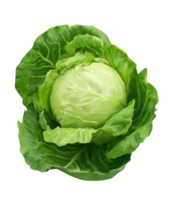 Garden Vegetable Cabbage Seeds